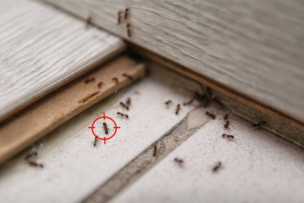 Best Pest Inspection Near Me  in Carbondale, IL