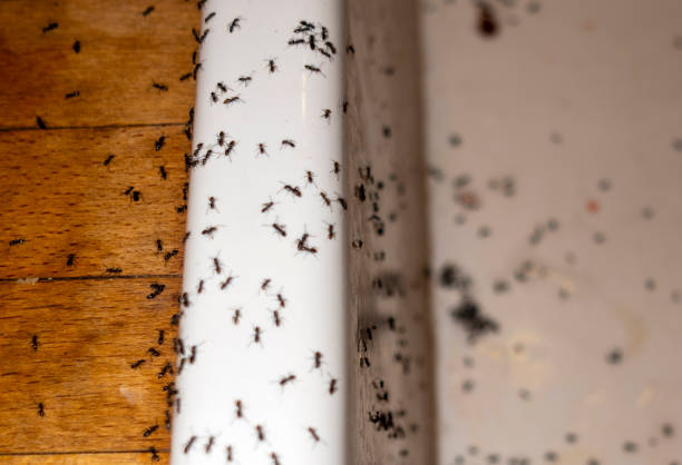 Best Pest Control for Restaurants  in Carbondale, IL