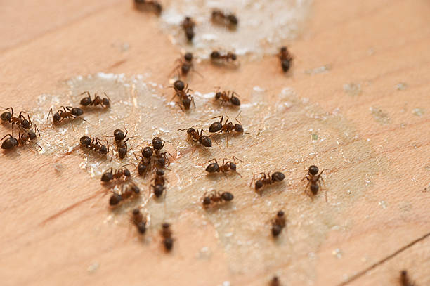 Best Emergency Pest Control  in Carbondale, IL