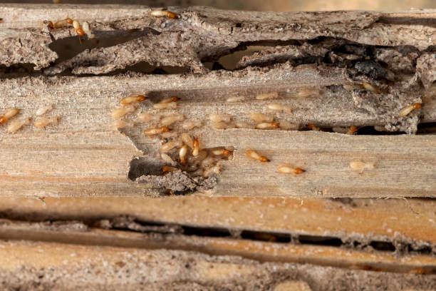 Best Pest Removal Services  in Carbondale, IL