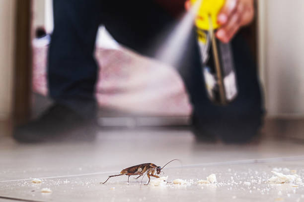 Best Bed Bug Extermination  in Carbondale, IL