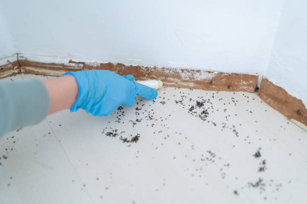 Best Flea Control Services  in Carbondale, IL